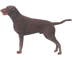 The Curly-Coated Retriever is one of the oldest of the retrieving breeds.